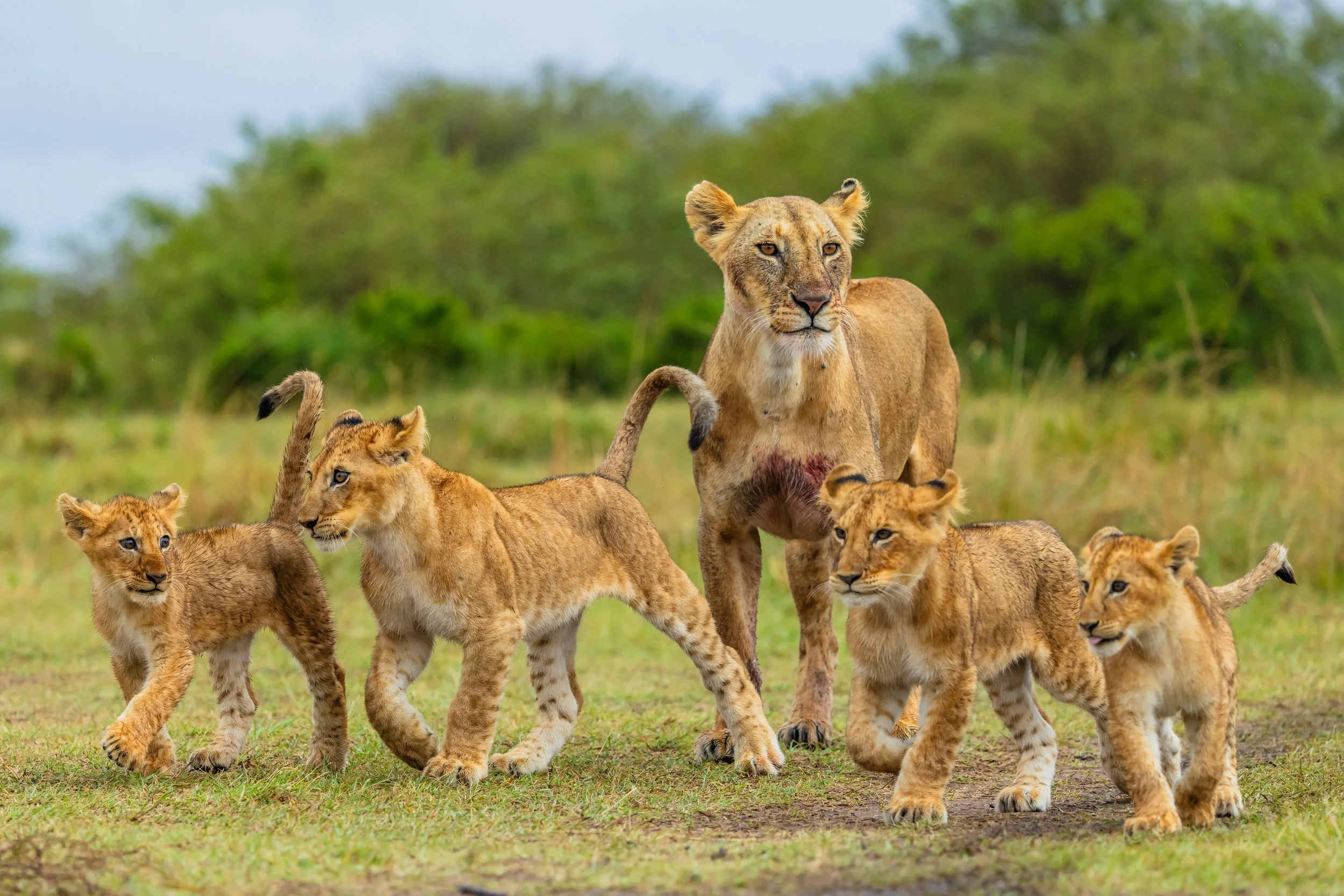 Africa — Jimmy Breitenstein - Wildlife and Nature Photography.